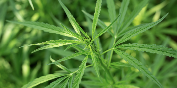 Vegetative Stage